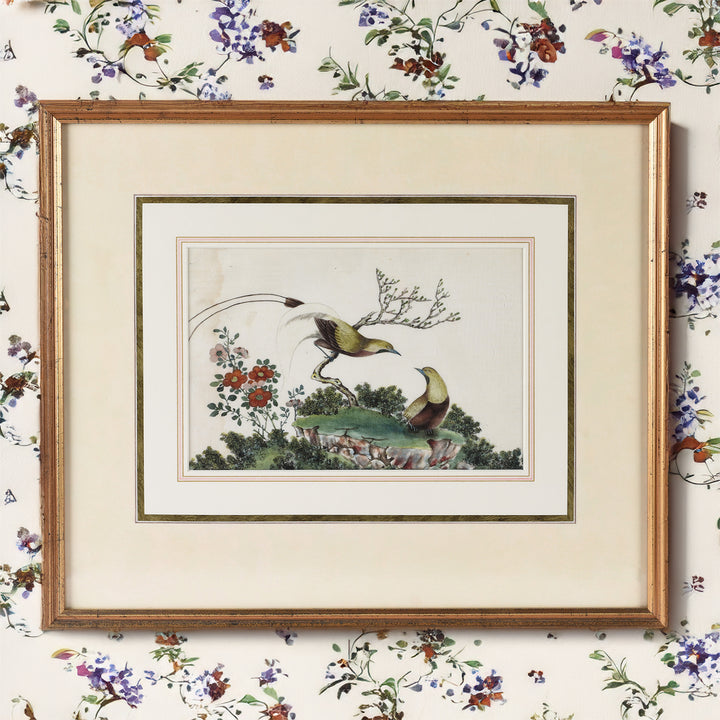 Framed Watercolour Painting of Birds on Pith Paper - 19thC I Indigo Antiques