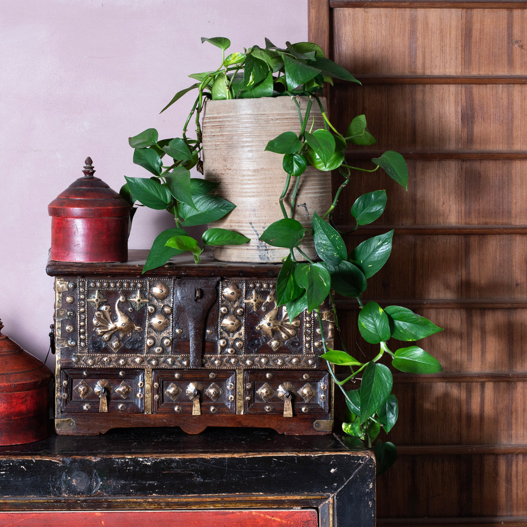 Brass Studded Rosewood Peacock Box From Saurashtra - 19th Century