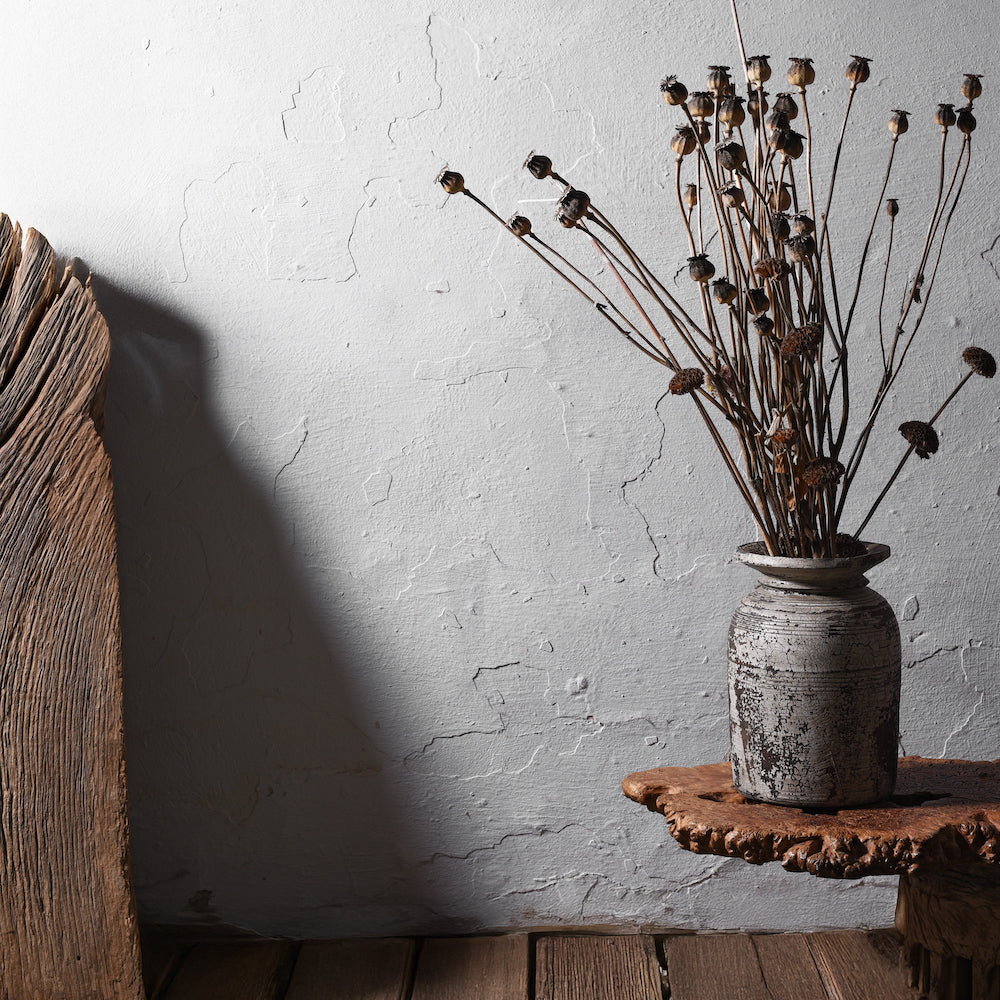Dried poppy seeds in plant pot