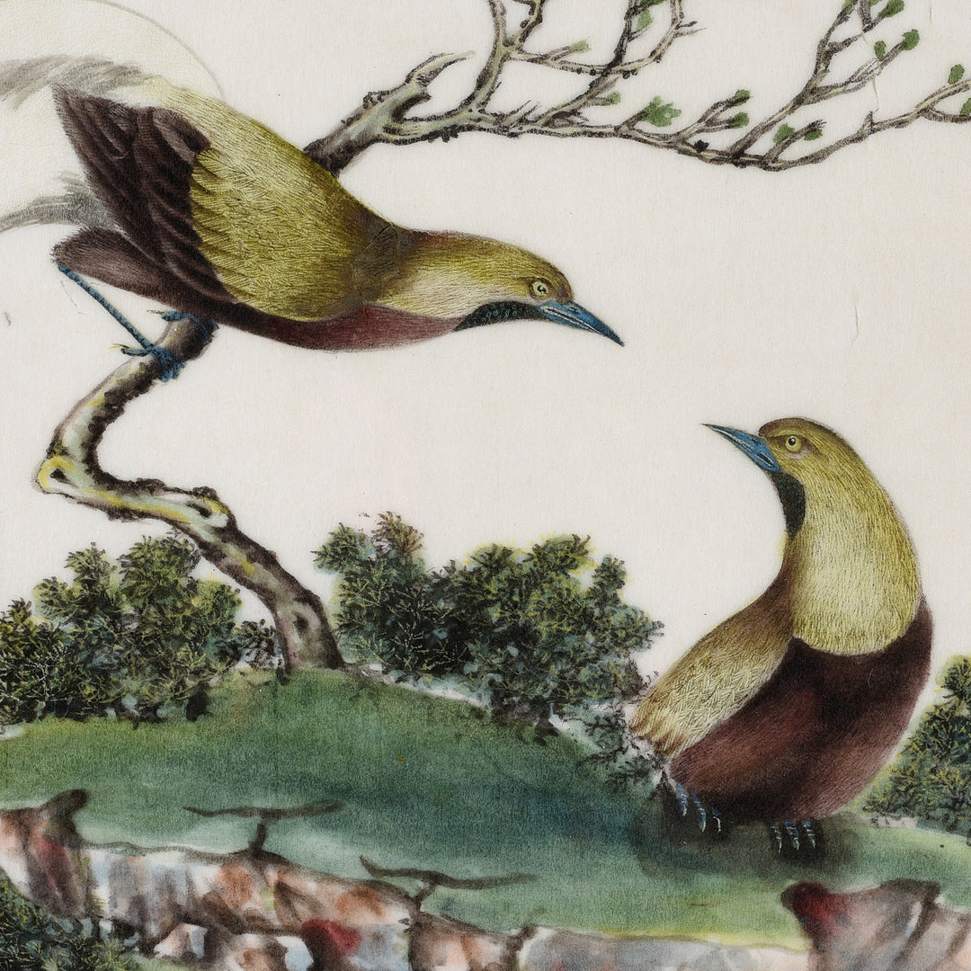 Framed Chinese Watercolour of Birds on Pith Paper - 19th Century