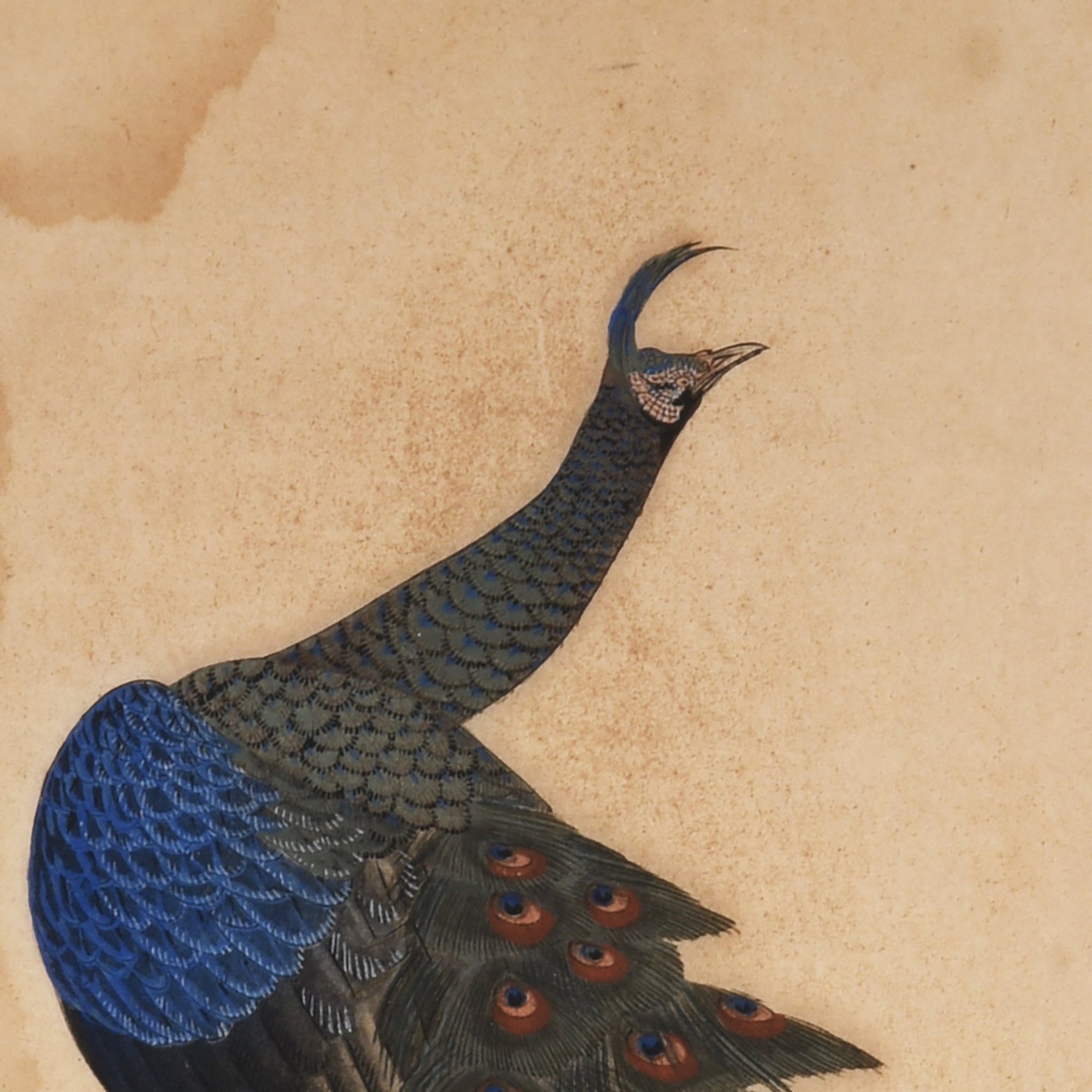 Japanese Painting of Peacock - 36 x 1.5 x 55 cms - M241