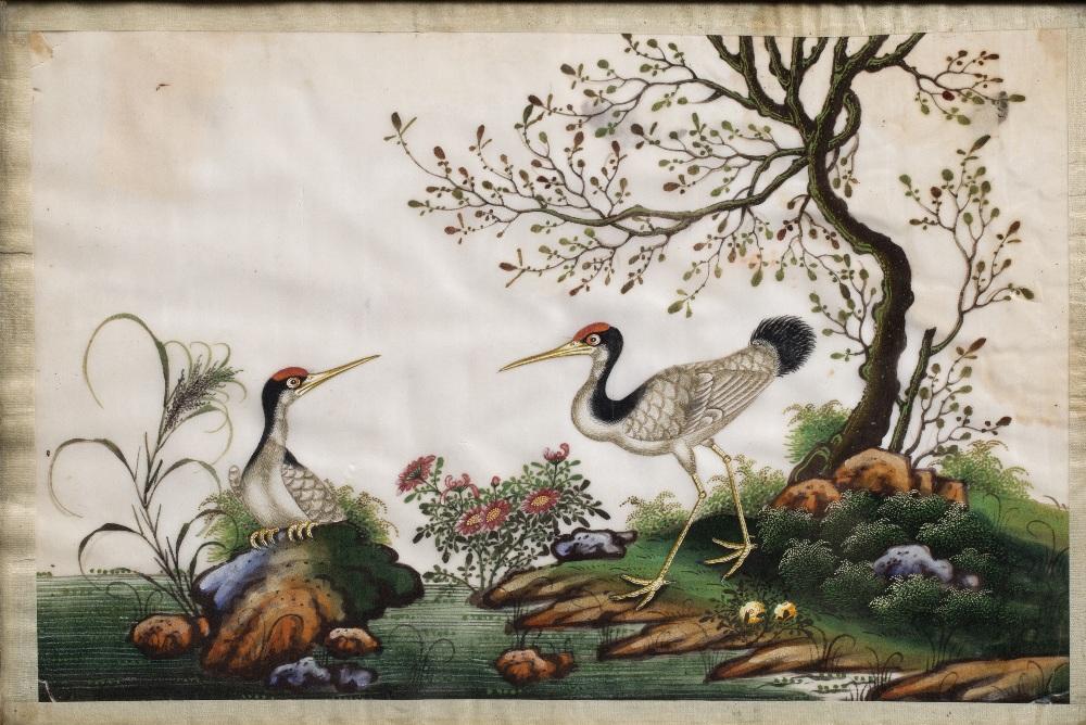 Watercolour Painting of Birds on Pith Paper - 19thC | Indigo Oriental Antiques